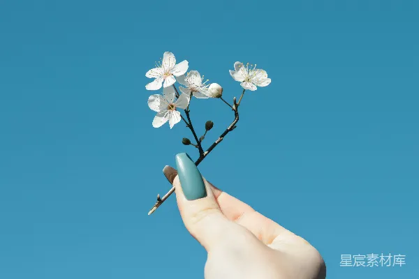 高清摄影 一只手拿着一朵小白花，背景是蓝色的天空。
