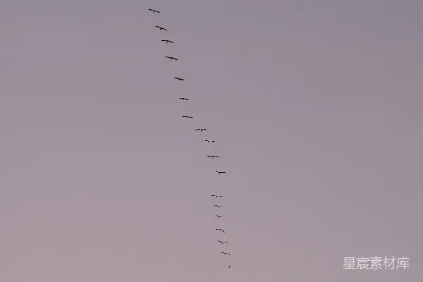 高清摄影 天空中有一长排飞机在飞行。