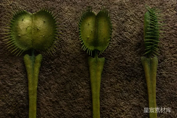 高清摄影 三株绿色植物放在地毯上。