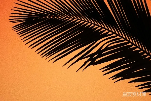 高清摄影 一株棕榈树的剪影在橙色的天空中。