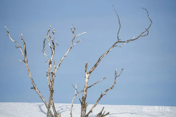 高清摄影 光秃秃的棕色树木在积雪覆盖的地面上。