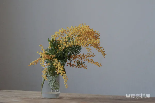 高清摄影 绿叶黄花植物