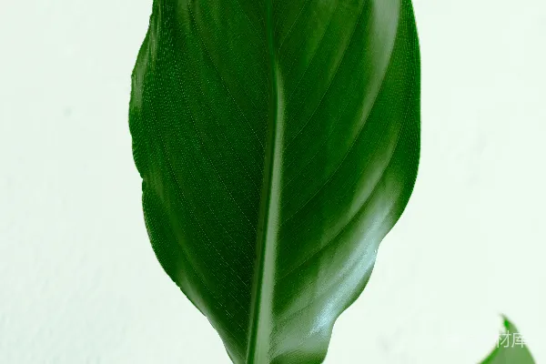 高清摄影 绿色植物靠近白色墙壁