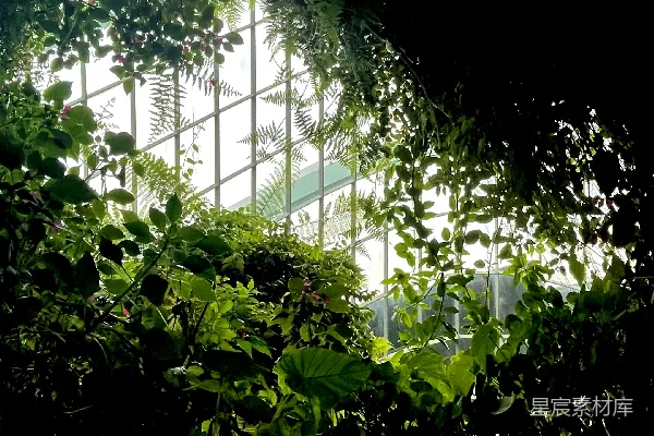 高清摄影 一片郁郁葱葱的森林中的一个窗户