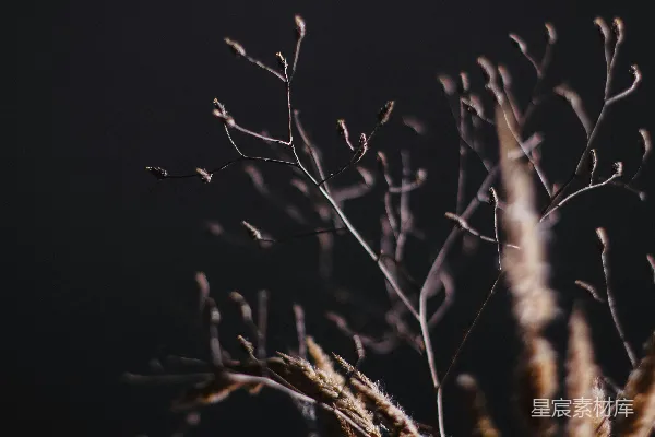 高清摄影 夜晚光秃秃的棕色树