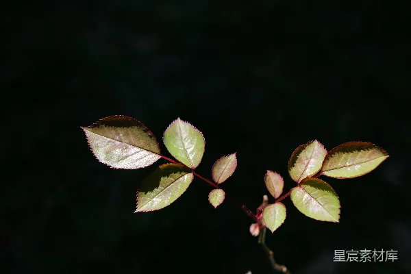 高清摄影 在特写摄影中，绿色和棕色的叶子。