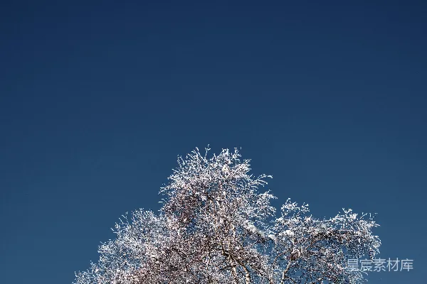 高清摄影 一片蓝色的天空下，一棵被雪覆盖的大树