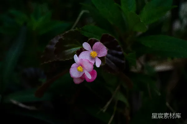 高清摄影 一株植物上的一朵紫色花