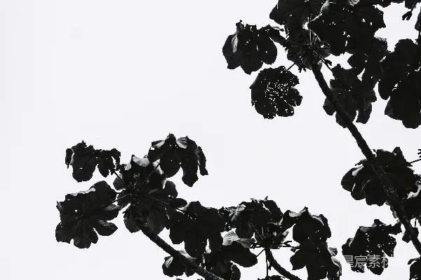 高清摄影 一张黑白照片，描绘了一棵枝叶繁茂的树。