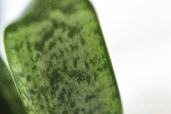 高清摄影 聚焦拍摄绿色仙人掌