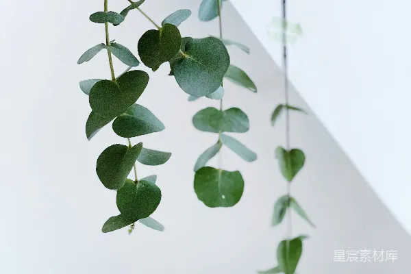 高清摄影 一株长着绿叶的植物从上面垂下来。