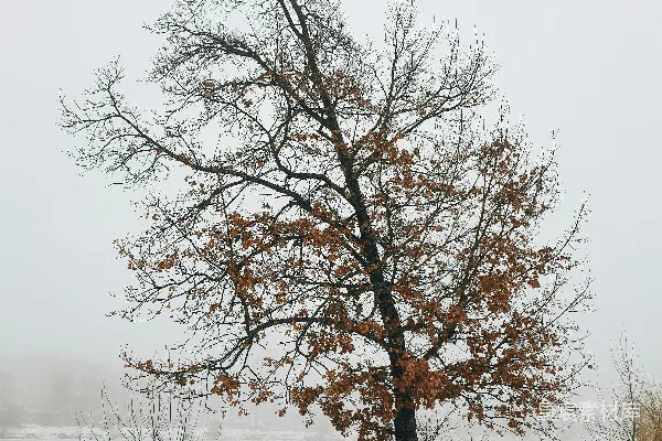 高清摄影 棕色的树在积雪覆盖的地面上。