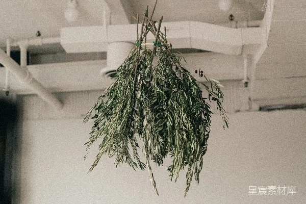 高清摄影 一盆植物悬挂在房间的天花板上