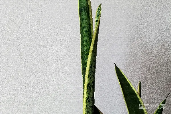 高清摄影 近距离拍摄的绿色植物
