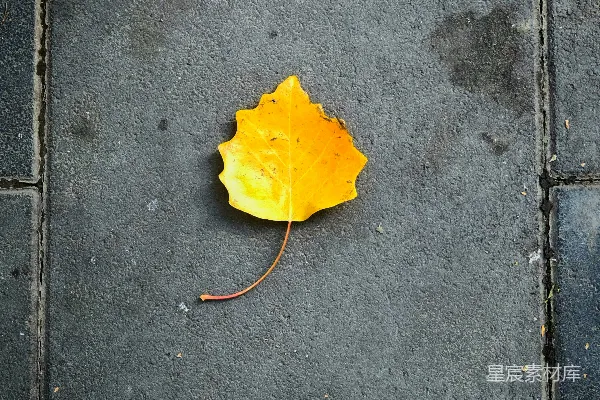 高清摄影 一片黄色的叶子躺在地上。