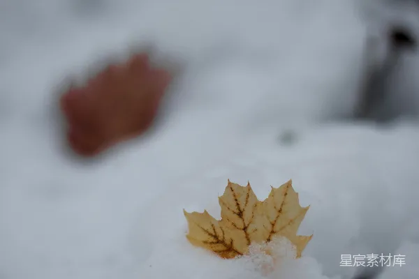 高清摄影 棕色的树叶落在被雪覆盖的地上