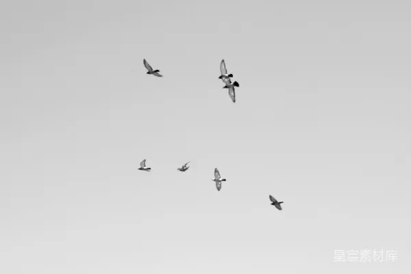高清摄影 七只白鸟飞翔