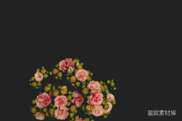 高清摄影 粉红色花瓣的花