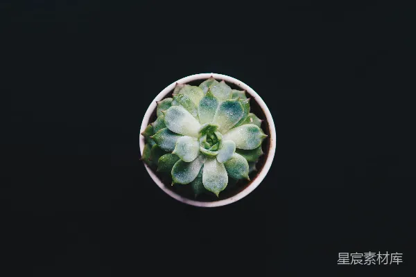 高清摄影 多汁植物