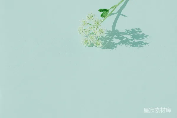 高清摄影 一朵浅蓝色背景上的单花