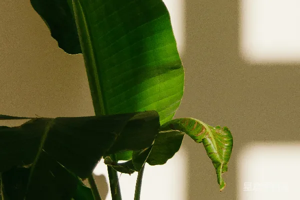 高清摄影 一盆长着绿叶的植物放在桌子上。