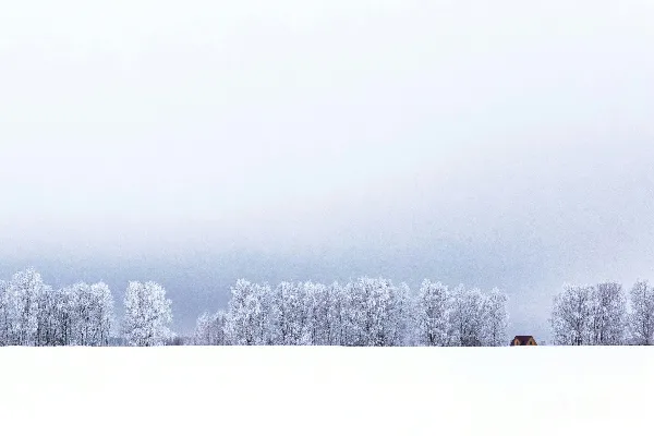高清摄影 白雪覆盖的地面上的一座棕色的房子