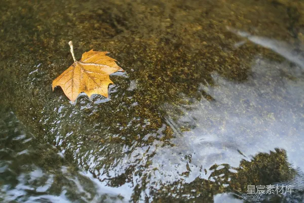 高清摄影 水面上的棕色枫叶