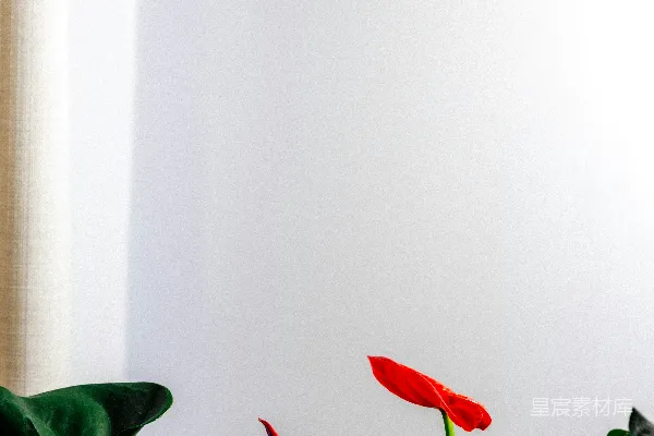 高清摄影 红色的天南星花搭配深绿色的叶子