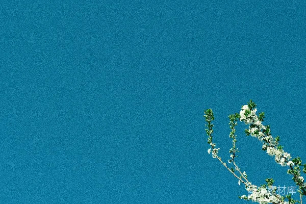 高清摄影 一棵开白花的树