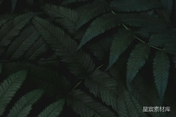 高清摄影 植物的浅景深摄影
