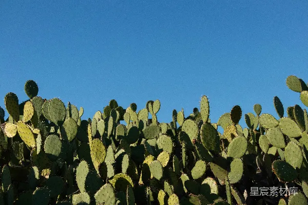 高清摄影 绿色仙人掌植物领域