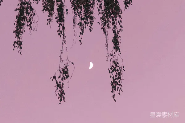 高清摄影 一棵树和天空中的一弯新月