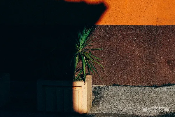 高清摄影 有绿色叶子的植物在棕色的植物箱里