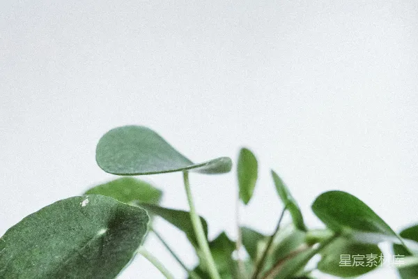 高清摄影 对焦于椭圆形叶子植物的特写照片