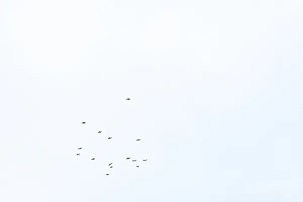 高清摄影 晴空下飞翔的鸟