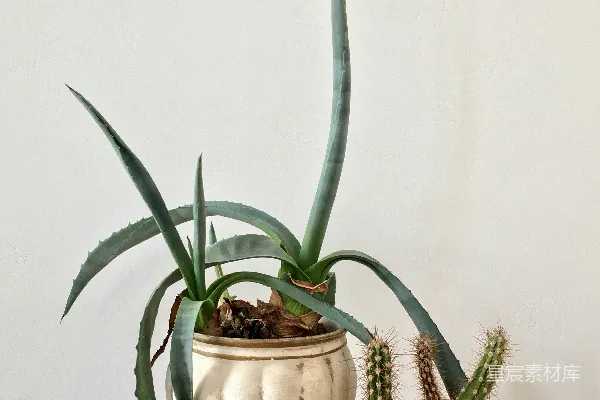 高清摄影 一组盆栽植物