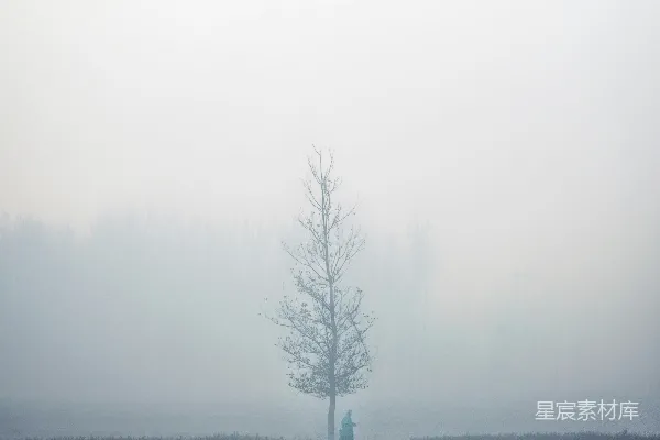 高清摄影 清晨雾中孤树