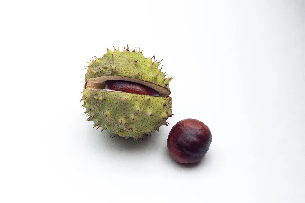 高清摄影 一个坚果和一个坚果壳在白色表面上