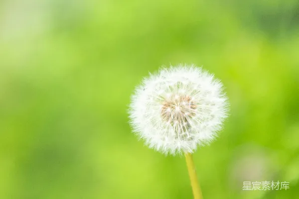 高清摄影 白色蒲公英在特写摄影中