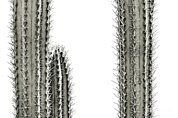 高清摄影 两棵仙人掌特写，背景为白色