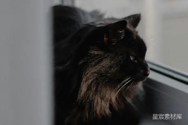 高清摄影 一只猫坐在窗台上。