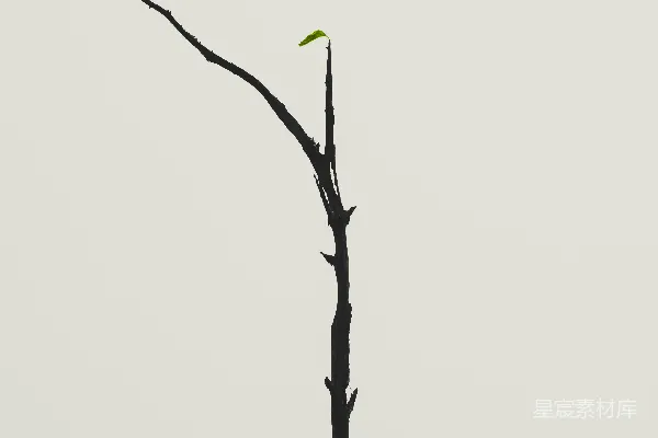 高清摄影 一只孤鸟栖息在枯树的枝头。
