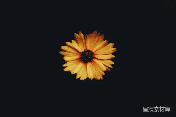 高清摄影 照片中的花是金鸡菊。