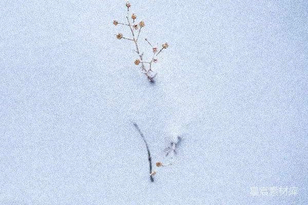 高清摄影 一株小植物从雪地里冒了出来