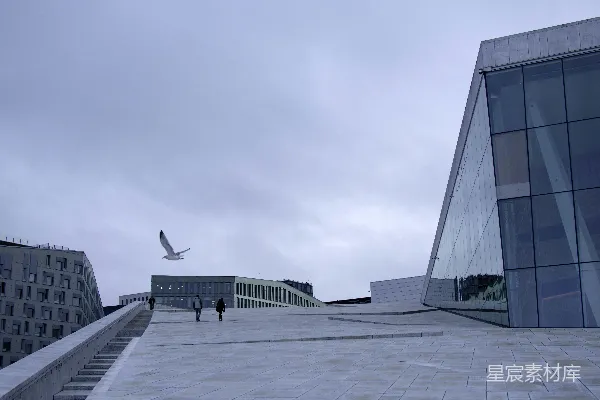 高清摄影 一座现代化的建筑，一只海鸥飞过。