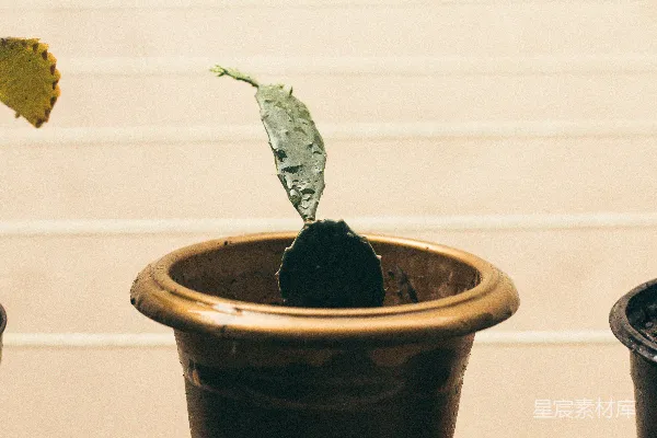 高清摄影 仙人掌的照片