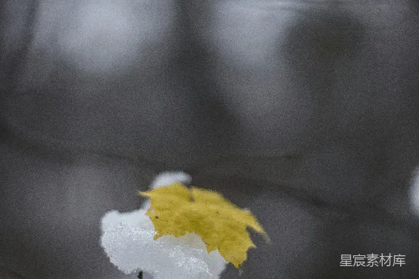 高清摄影 黄色和白色花朵在微移镜头中