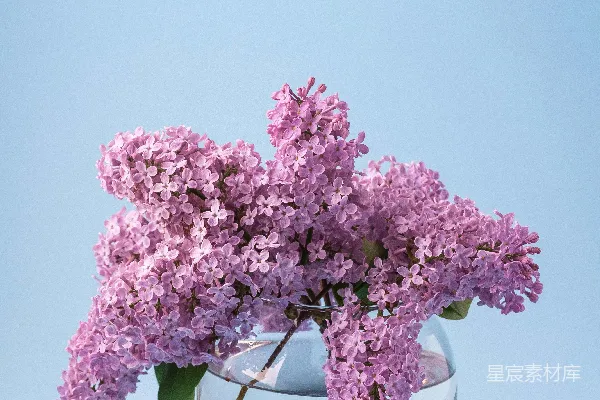 高清摄影 桌子上放着一个装满紫色花朵的花瓶。
