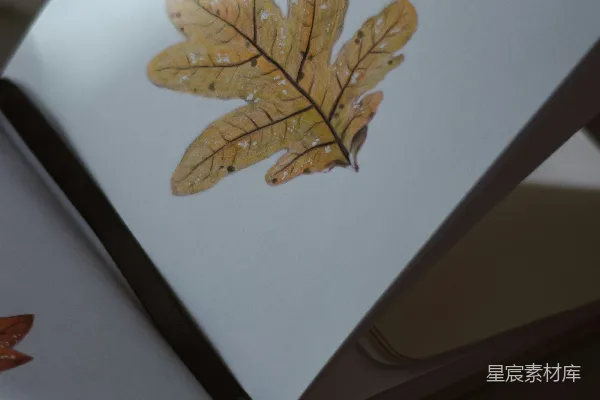 高清摄影 一条金鱼在书上