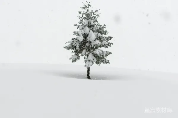 高清摄影 一片雪地里的一棵孤松